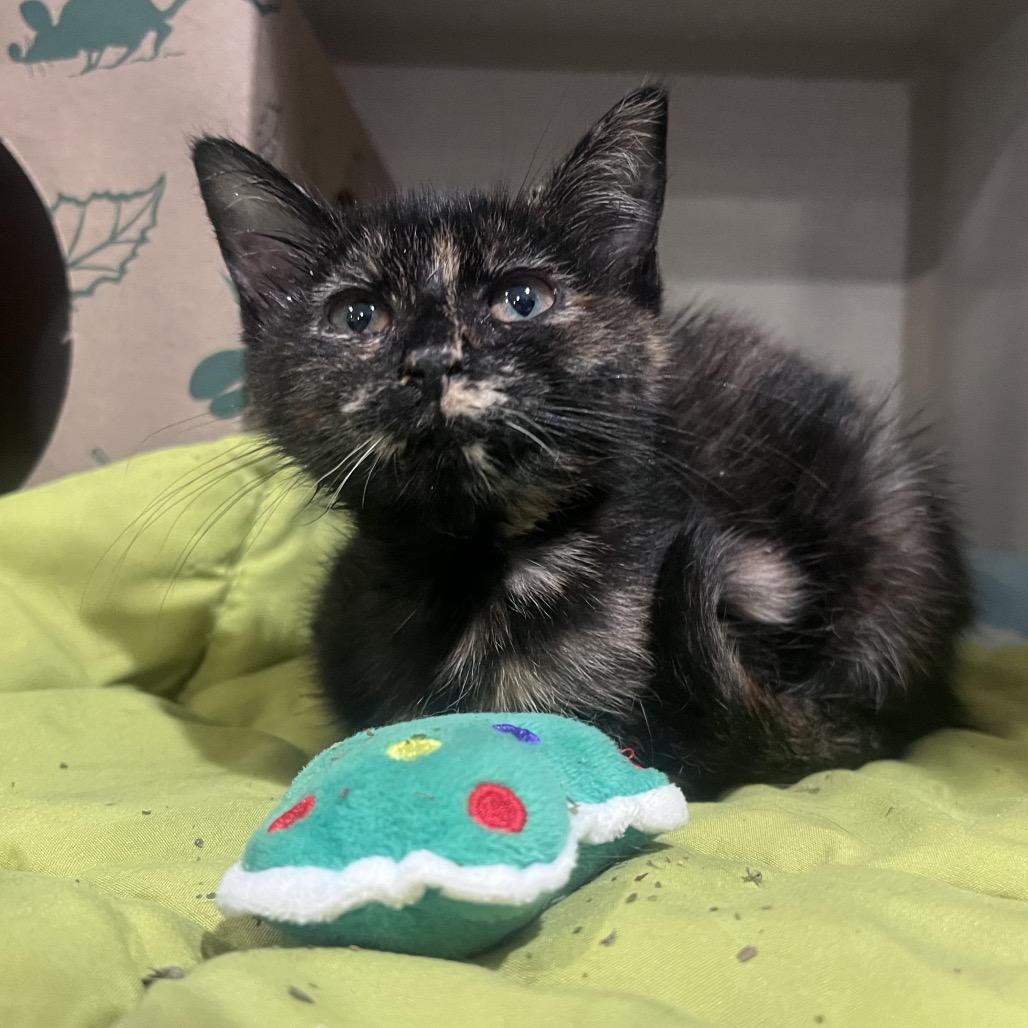 Enlarge Molly the Mollusk, a Adoptable Domestic Short Hair in Durham, NC image 1/4