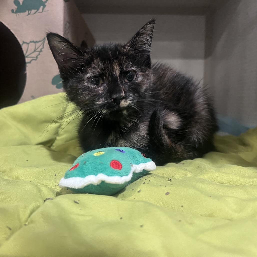 Enlarge Molly the Mollusk, a Adoptable Domestic Short Hair in Durham, NC image 2/4