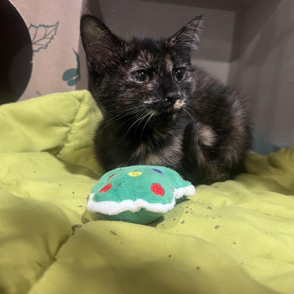 Enlarge Molly the Mollusk, a Adoptable Domestic Short Hair in Durham, NC image 3/4