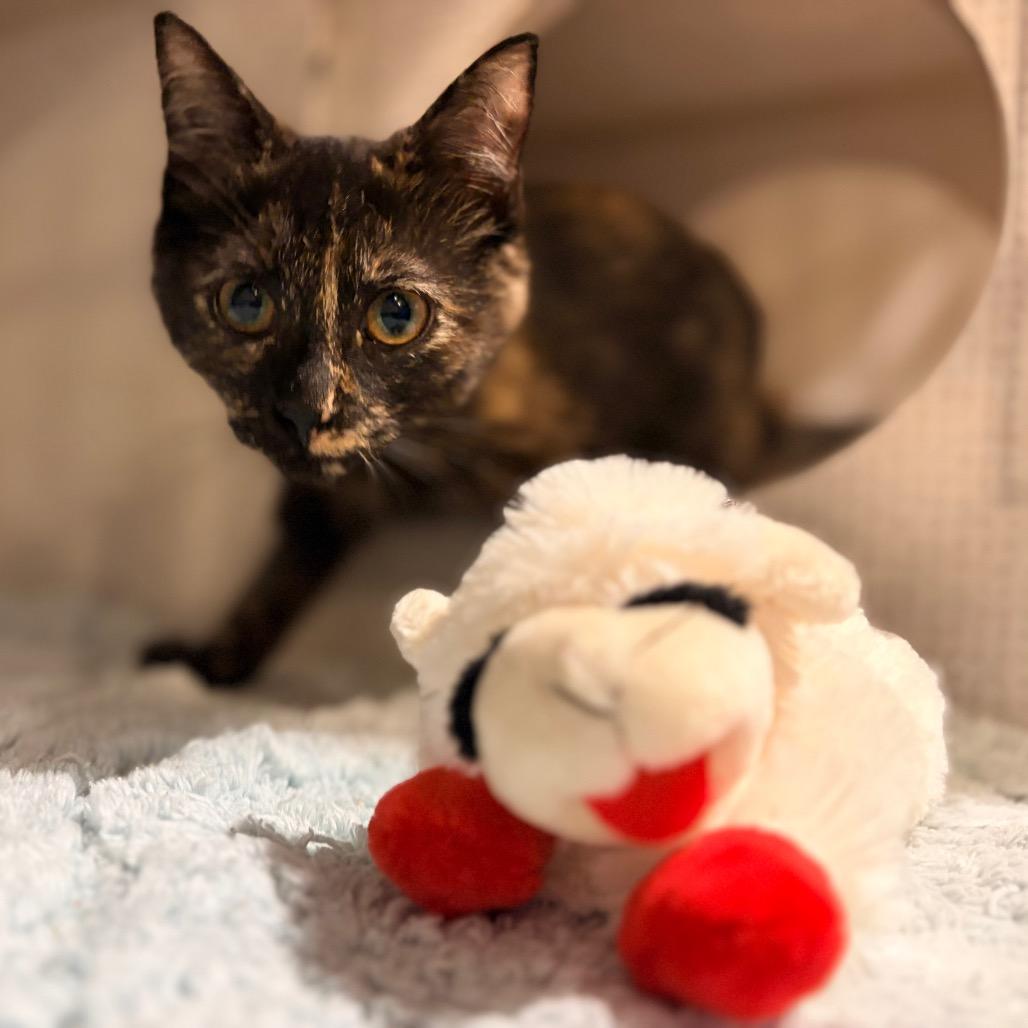 Enlarge Molly the Mollusk, a Adoptable Domestic Short Hair in Durham, NC image 4/4