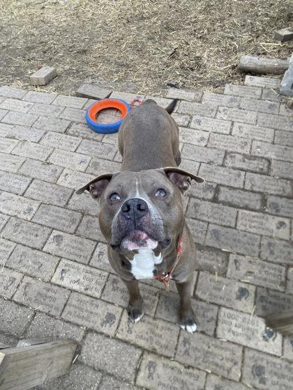 Pebbles, Adoptable, Young Male Mixed Breed & Mixed Breed.