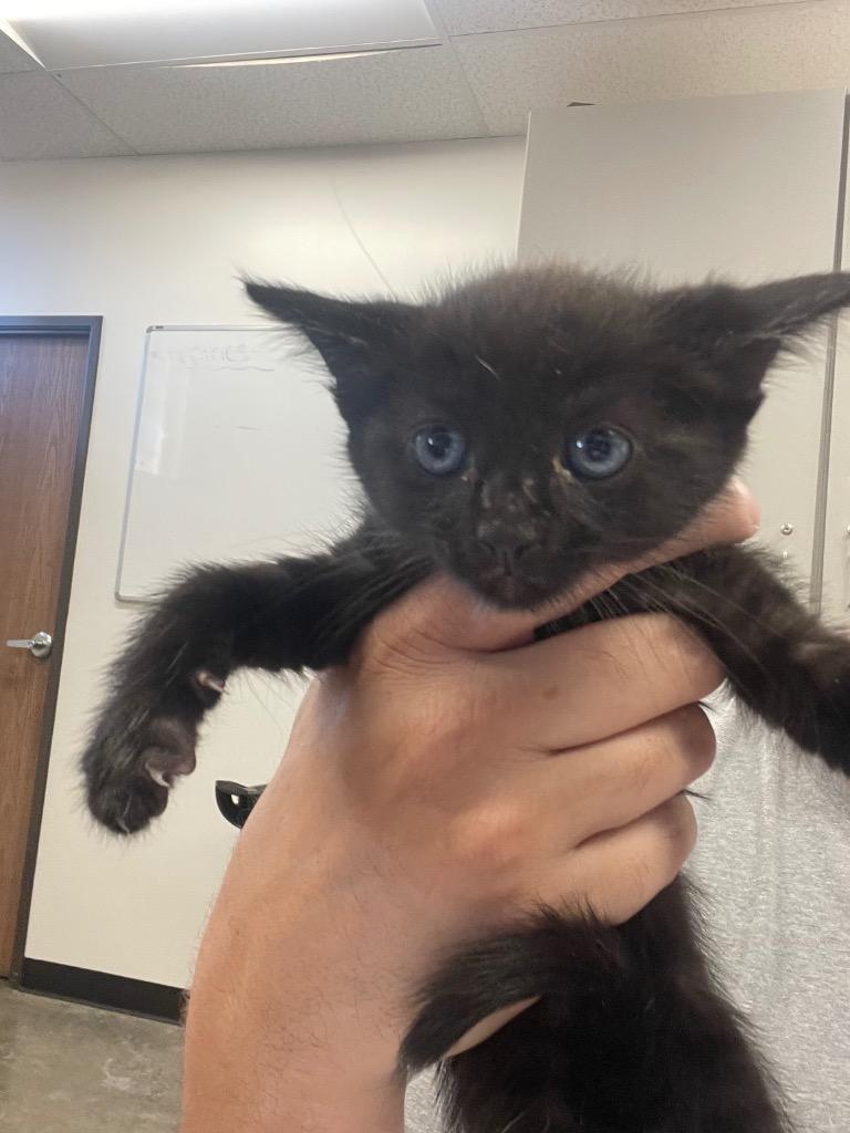 Coco, Adoptable, Kitten Male Domestic Short Hair.