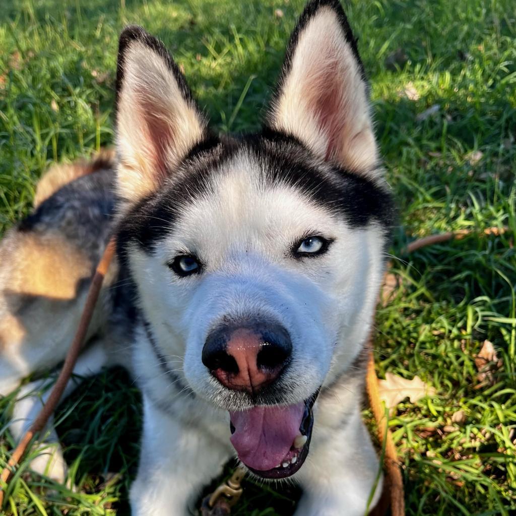 McHuskface — thumbnail 2