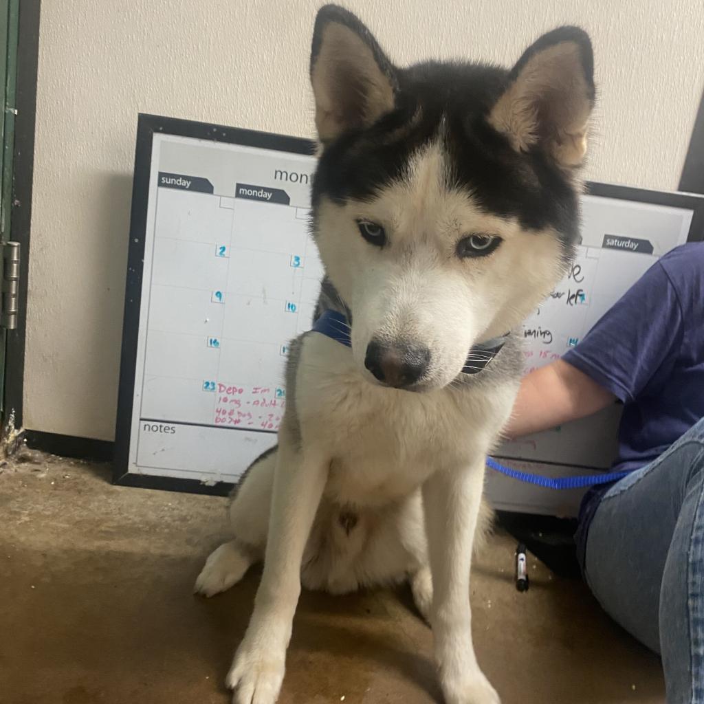 McHuskface — thumbnail 3