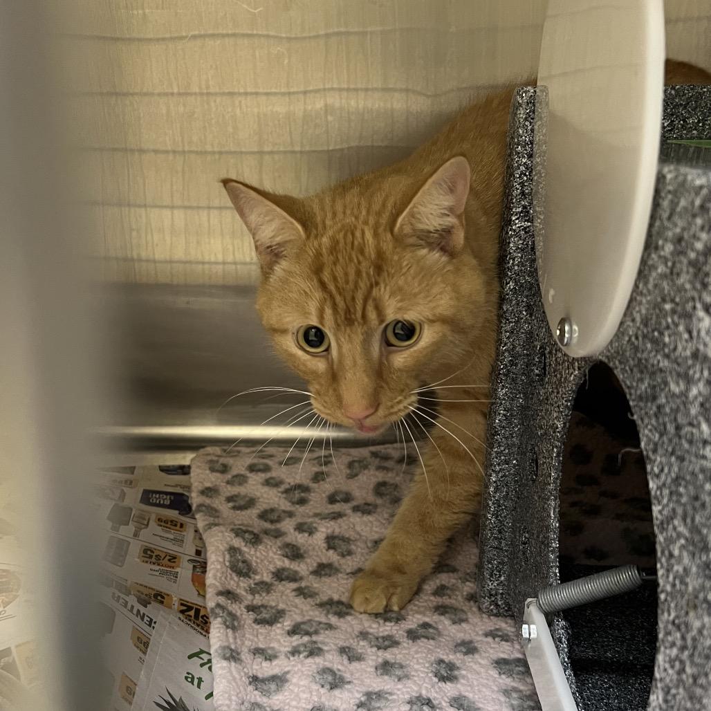 Cheese, Adoptable, Adult Male Domestic Short Hair.