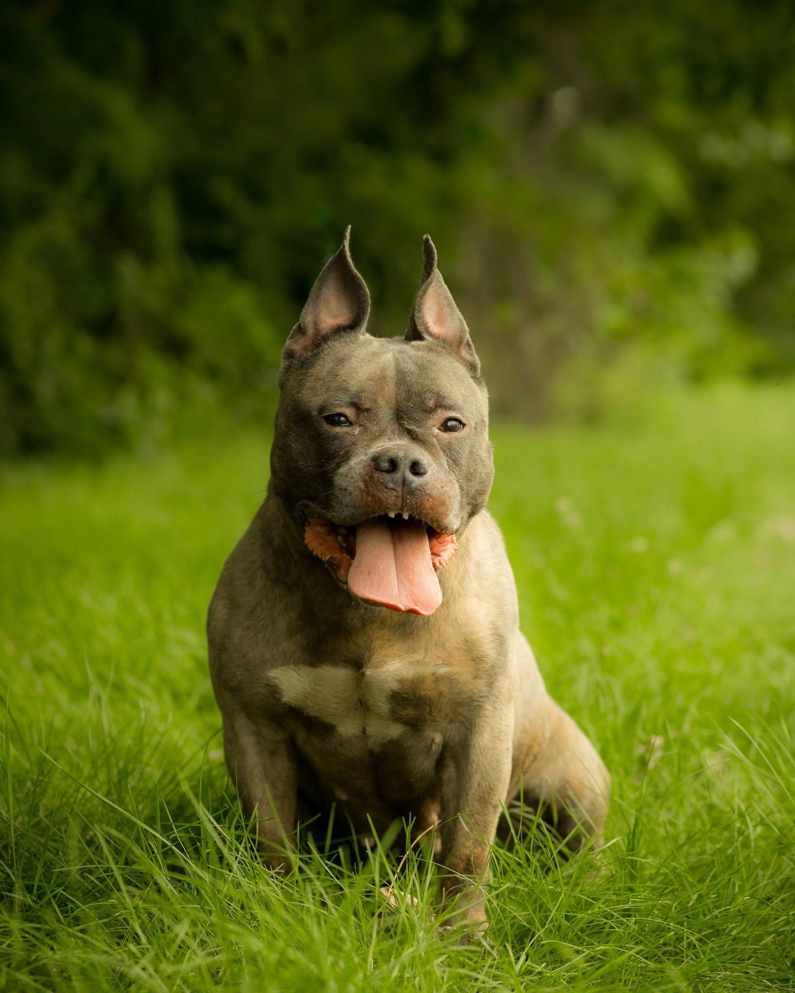 Enlarge FRITO (0777), a ADOPTABLE mixed breed in Bridgeport, CT image 1/1