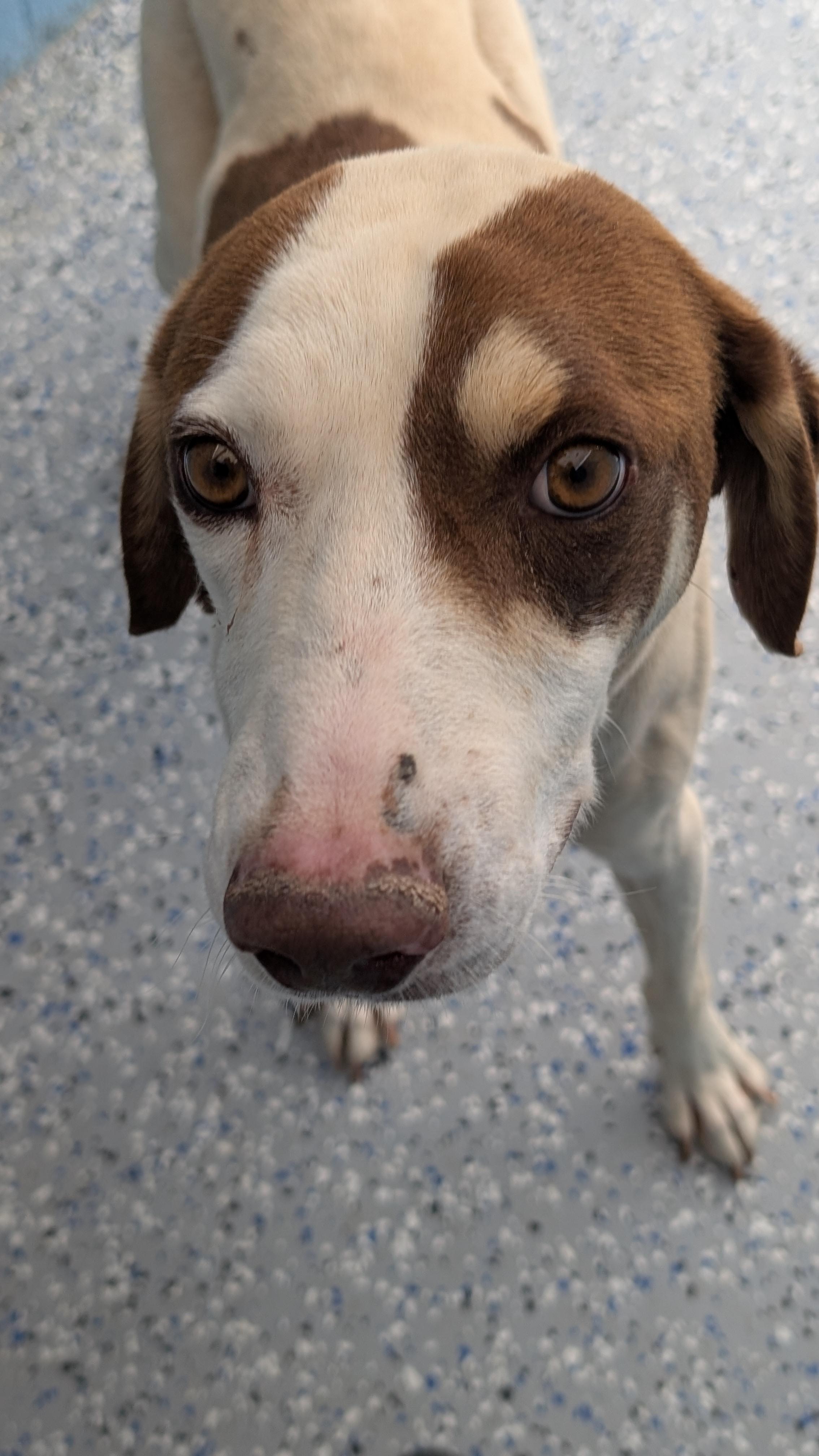 William "Will", ADOPTABLE, Adult Male Hound.