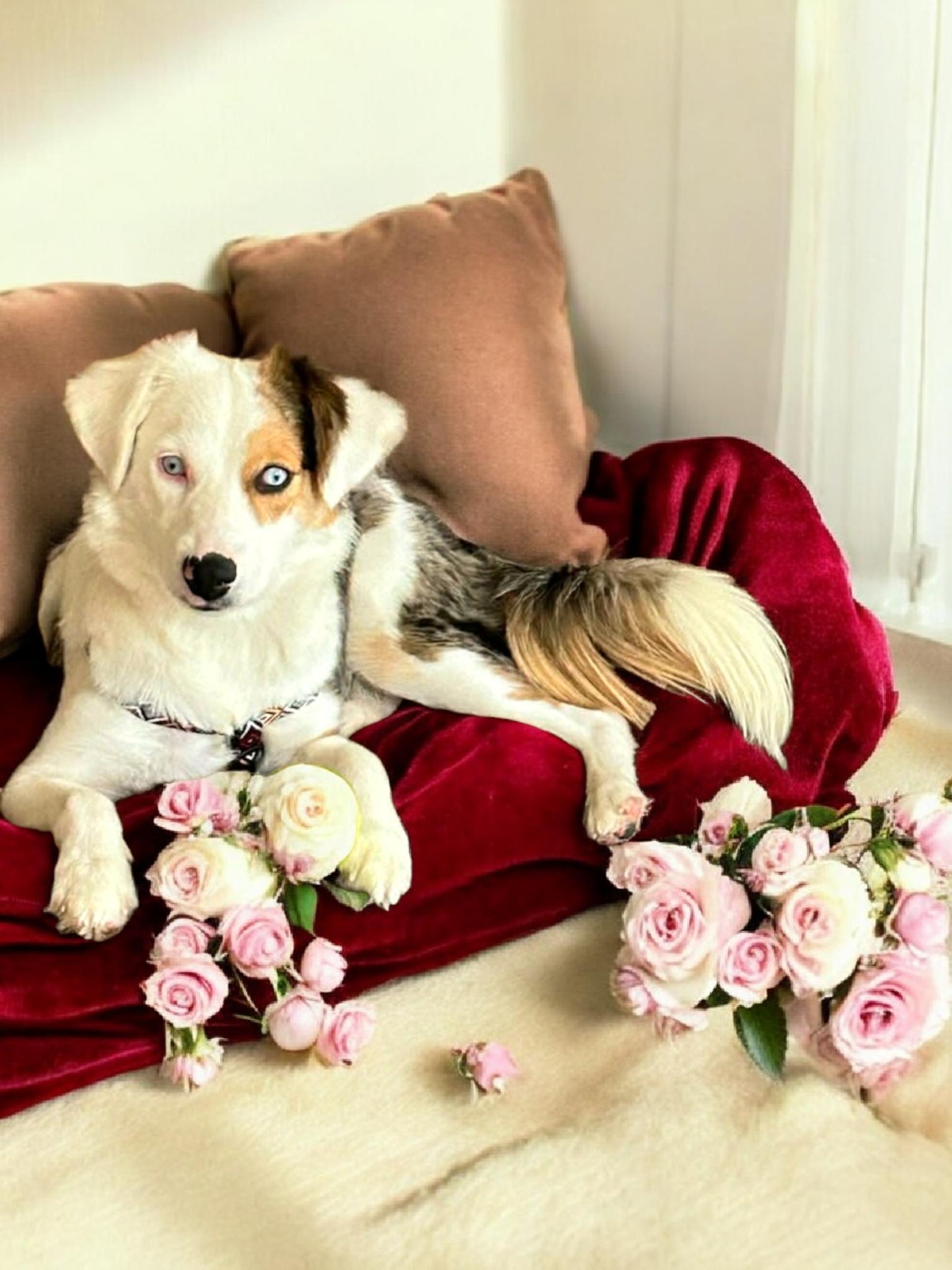 Hilda, Adoptable, Young Female Australian Shepherd & Catahoula Leopard Dog.