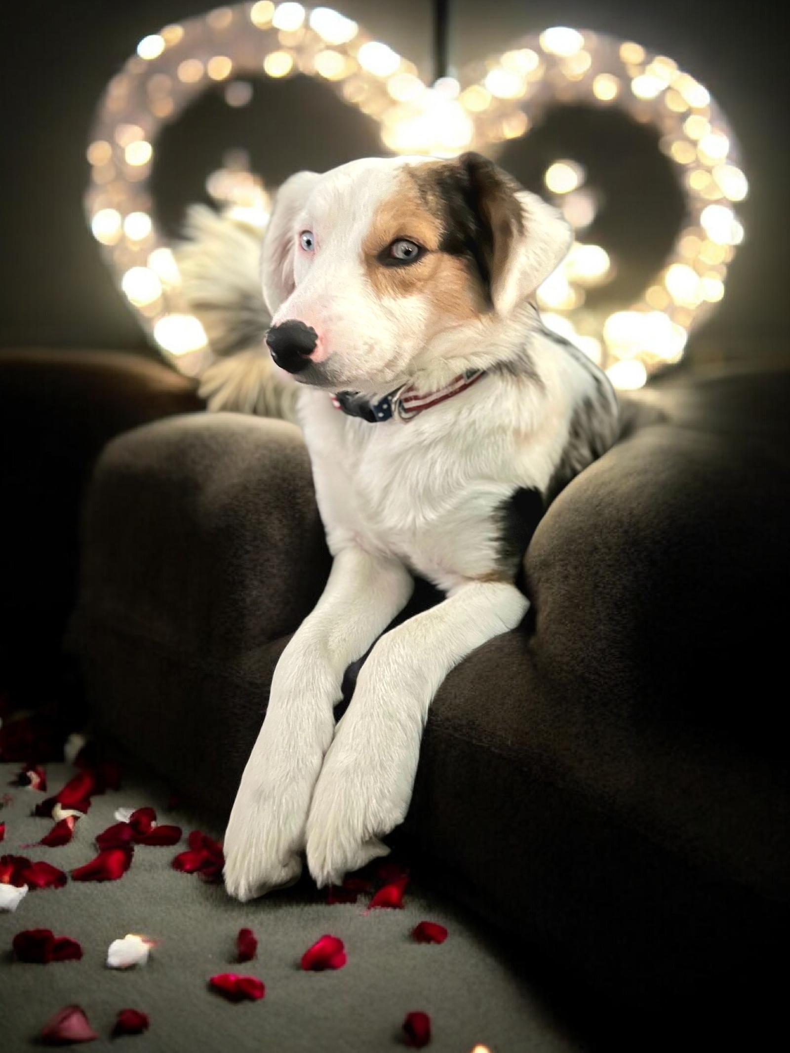 Enlarge Hilda, a Adoptable mixed breed in Auburn, GA image 2/3