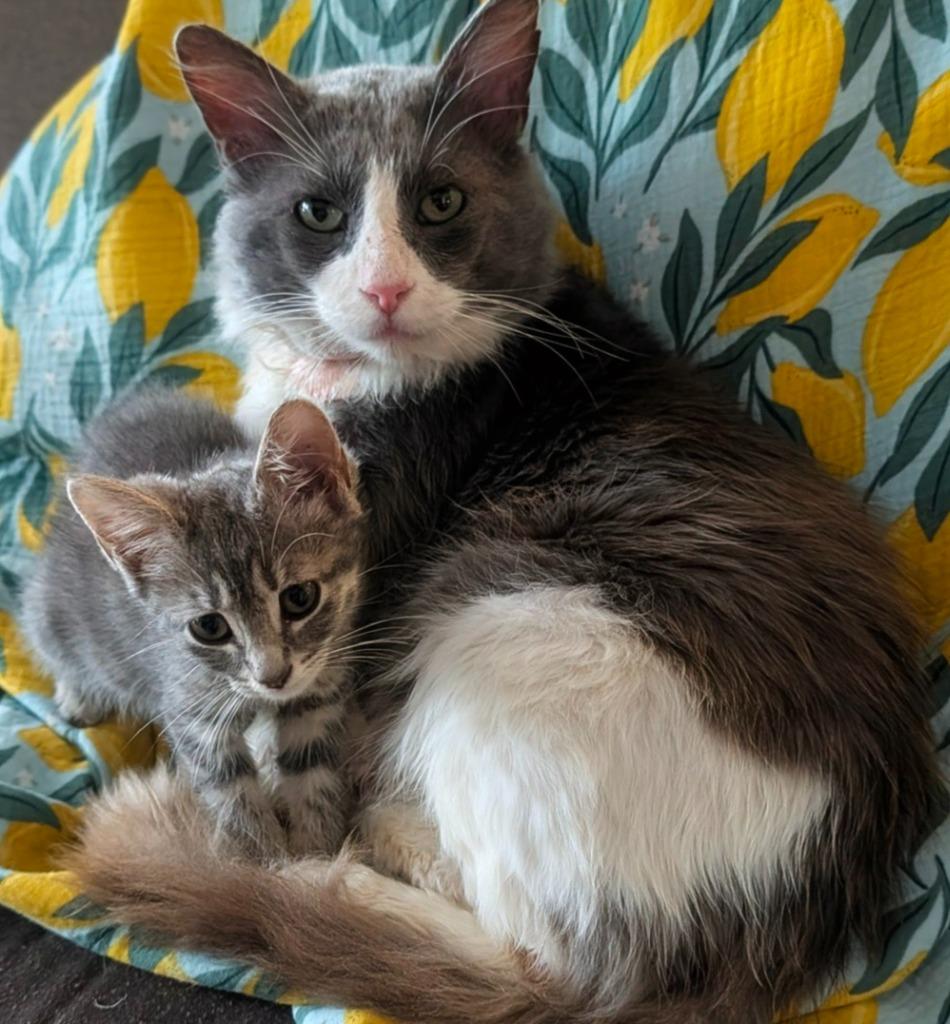 Dwayne, Adoptable, Senior Male Domestic Medium Hair.