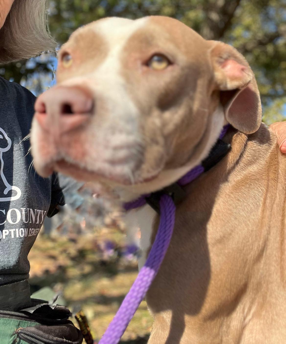 Enlarge Wren (in a FOSTER home), a Adoptable mixed breed in Springfield, IL image 2/3
