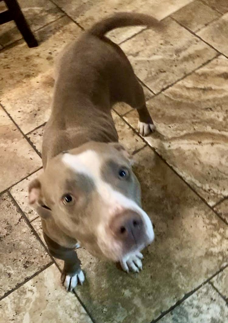 Wren (in a FOSTER home), Adoptable, Young Female Pit Bull Terrier & Mixed Breed.