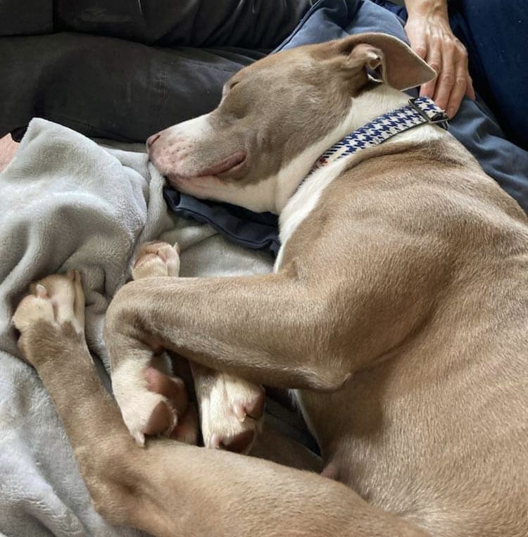 Wren (in a FOSTER home), an adoptable Pit Bull Terrier, Mixed Breed in Springfield, IL, 62703 | Photo Image 3