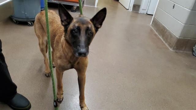 Enlarge GALA, a Adoptable Belgian Shepherd / Malinois in Aurora, IL image 1/1