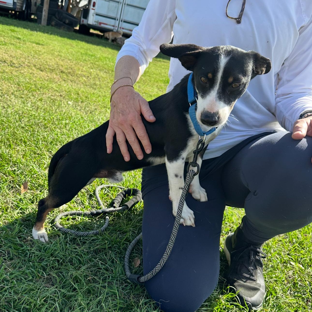 Enlarge Elliot, a Adoptable mixed breed in League City , TX image 3/6