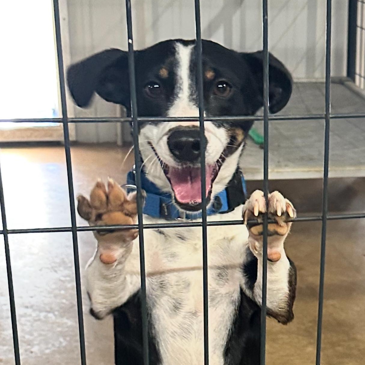 Enlarge Elliot, a Adoptable mixed breed in League City , TX image 1/6