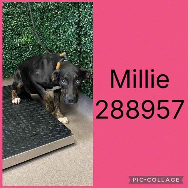 Enlarge MILLIE, a Adoptable Mixed Breed in Macon, GA image 1/1