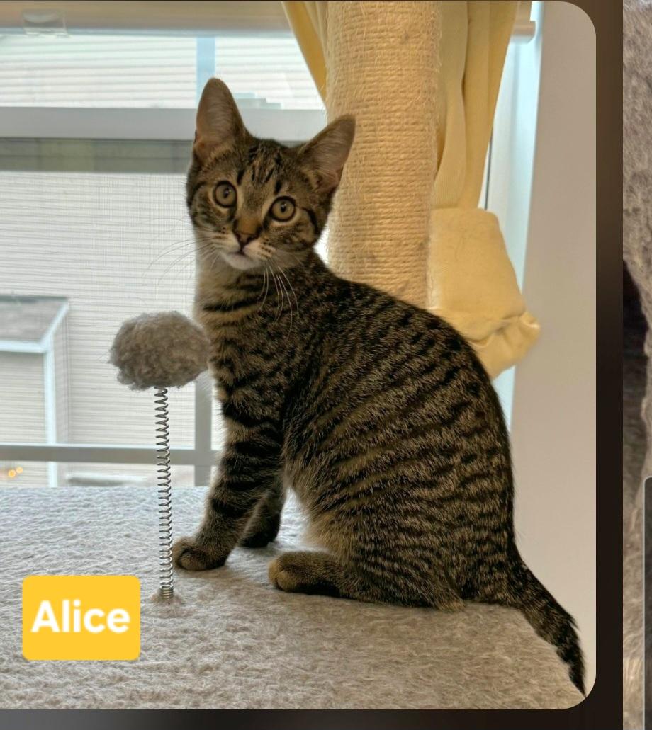 Enlarge Alice (siblings are Greg, Peter, Bobby, Cindy, Marcia & Jan), a Adoptable Tabby in Brighton, MI image 1/3