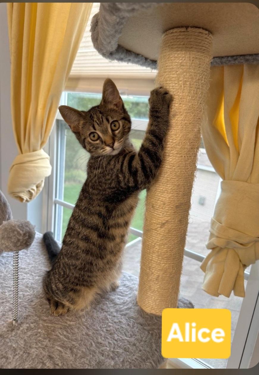 Enlarge Alice (siblings are Greg, Peter, Bobby, Cindy, Marcia & Jan), a Adoptable Tabby in Brighton, MI image 2/3