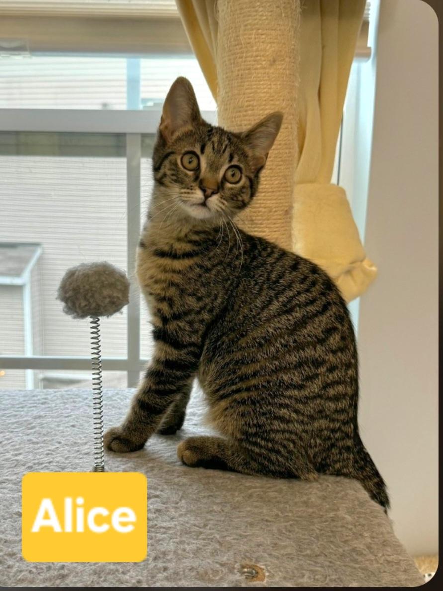Enlarge Alice (siblings are Greg, Peter, Bobby, Cindy, Marcia & Jan), a Adoptable Tabby in Brighton, MI image 3/3