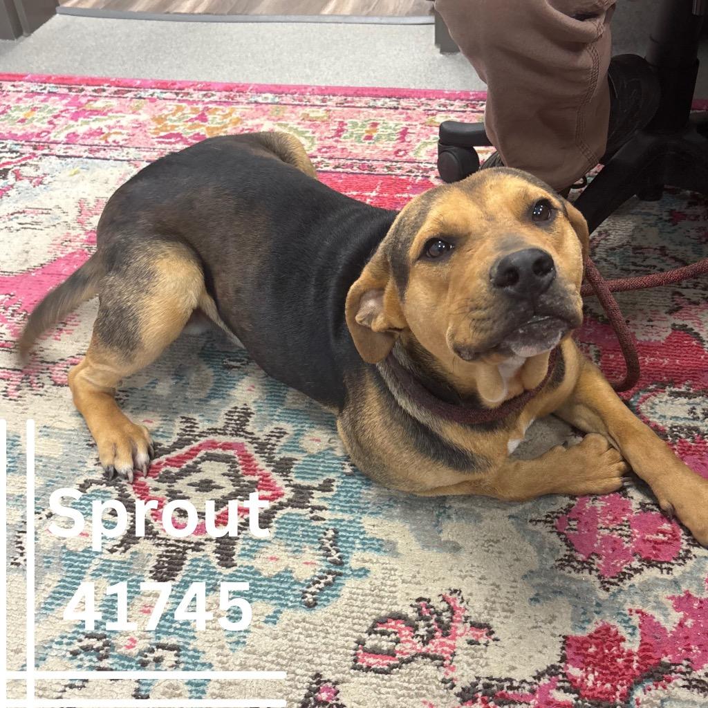 Sprout, an adoptable German Shepherd Dog Mix in Bainbridge, GA_image-1