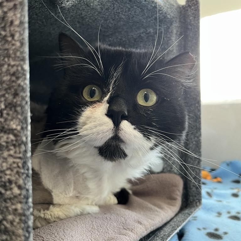 Merrick — thumbnail 2