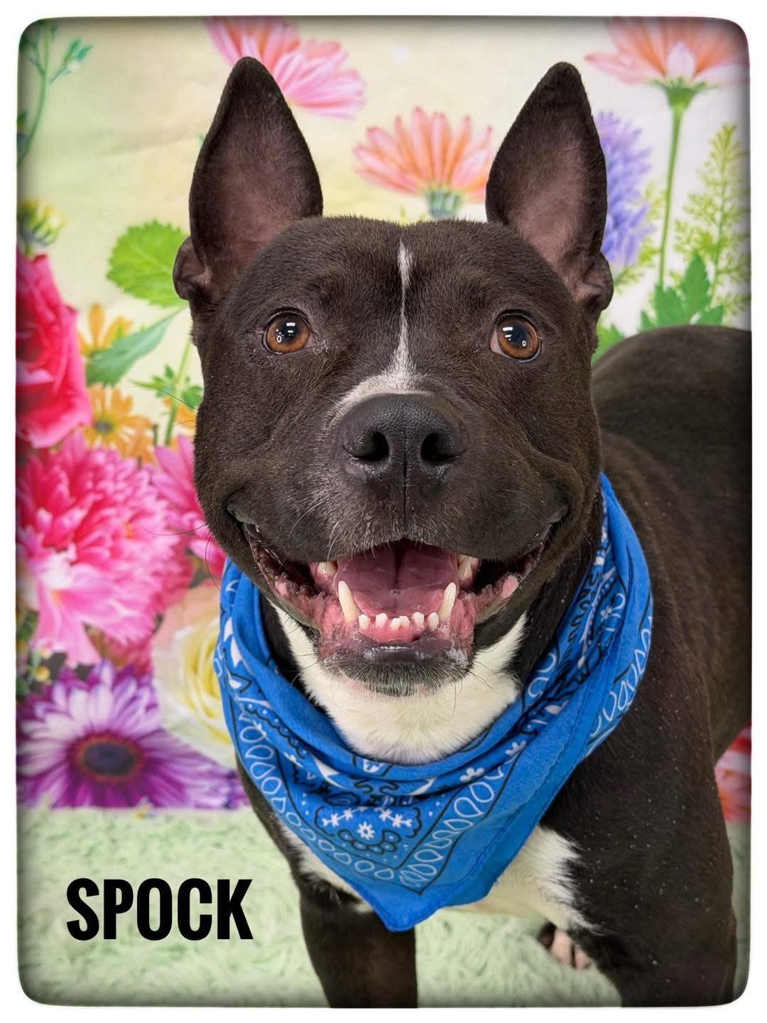 Enlarge Spock, an adopted Mixed Breed in Flint, MI image 1/1