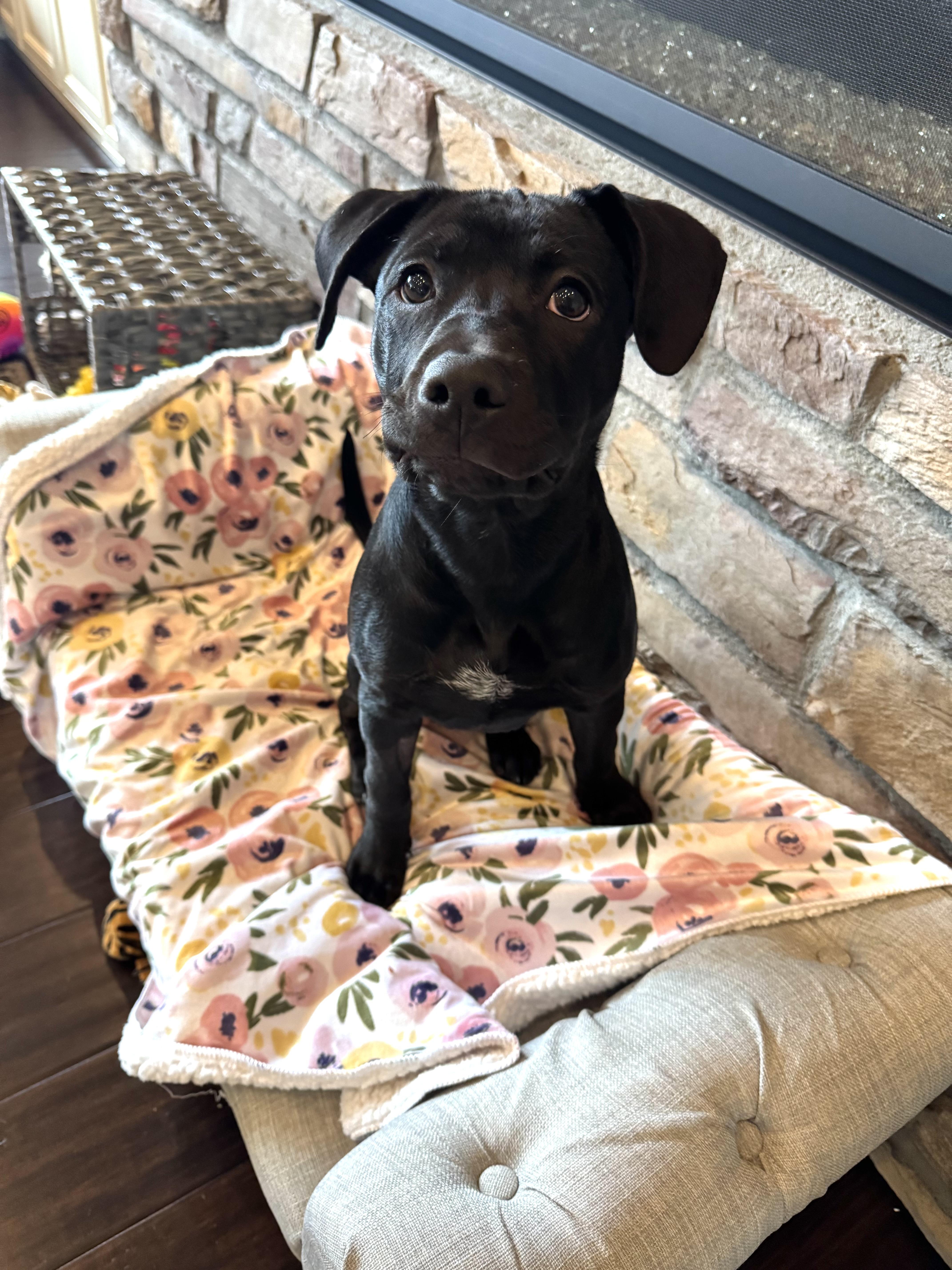 Jazzy, Adopted, Puppy Female Pit Bull Terrier & Cattle Dog.