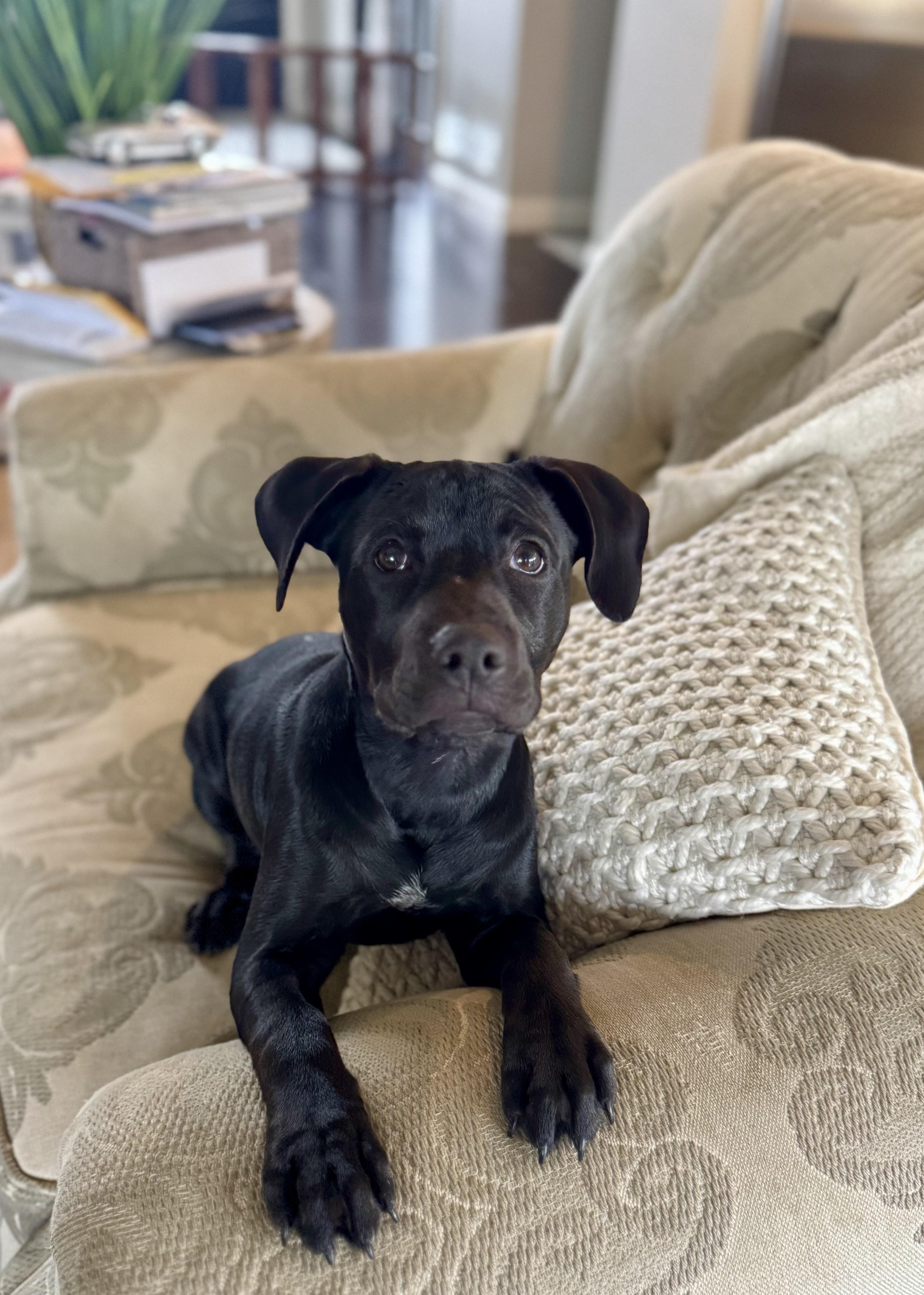 Enlarge Jazzy, a Adopted mixed breed in Lima, OH image 2/3