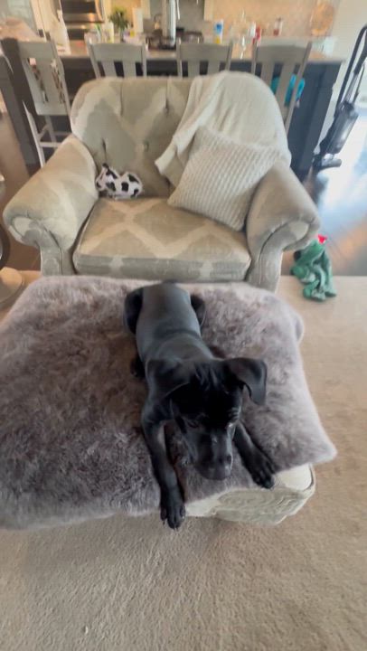 Enlarge Jazzy, a Adopted mixed breed in Lima, OH video 3/3