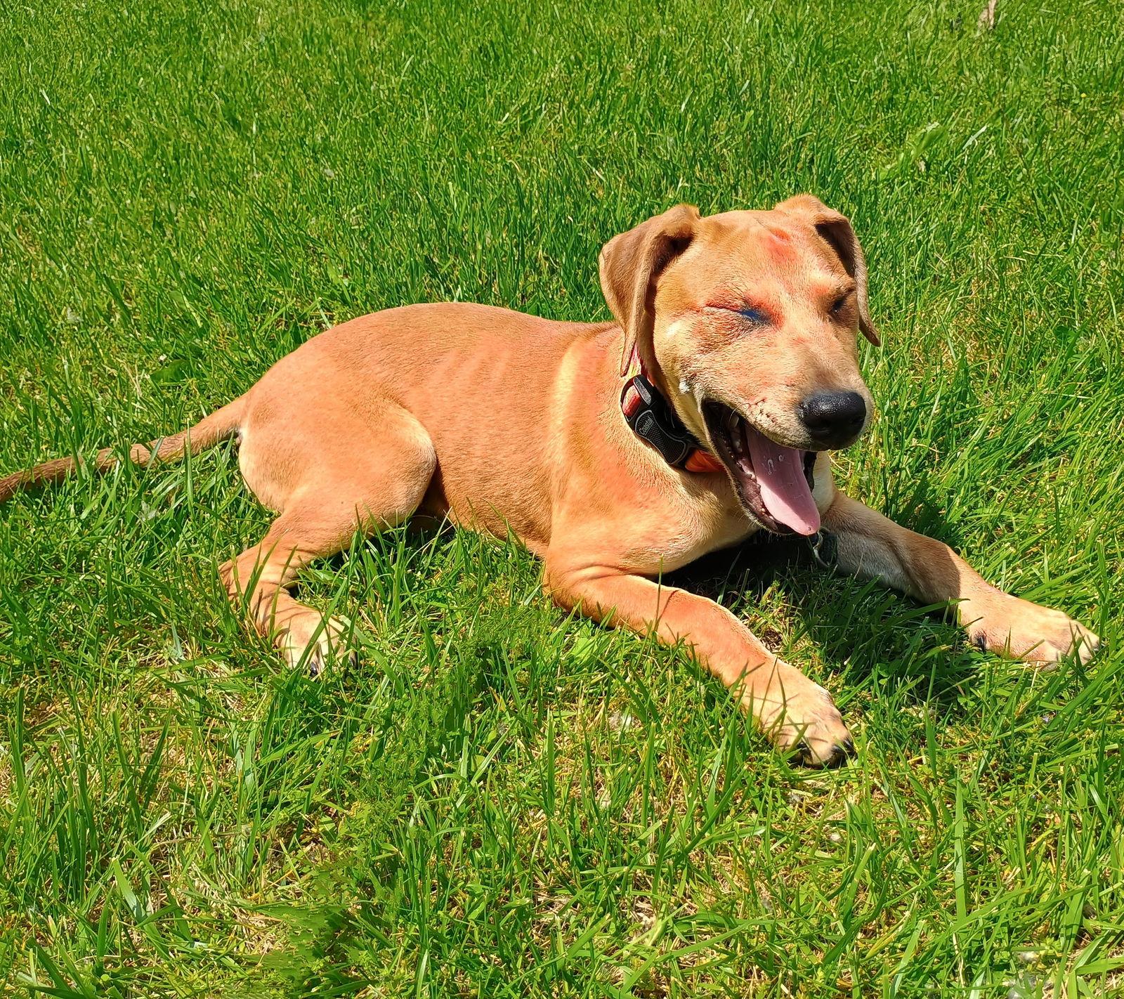 D123 Litter Wendy, a Adopted mixed breed in Livonia, MI image 1/3