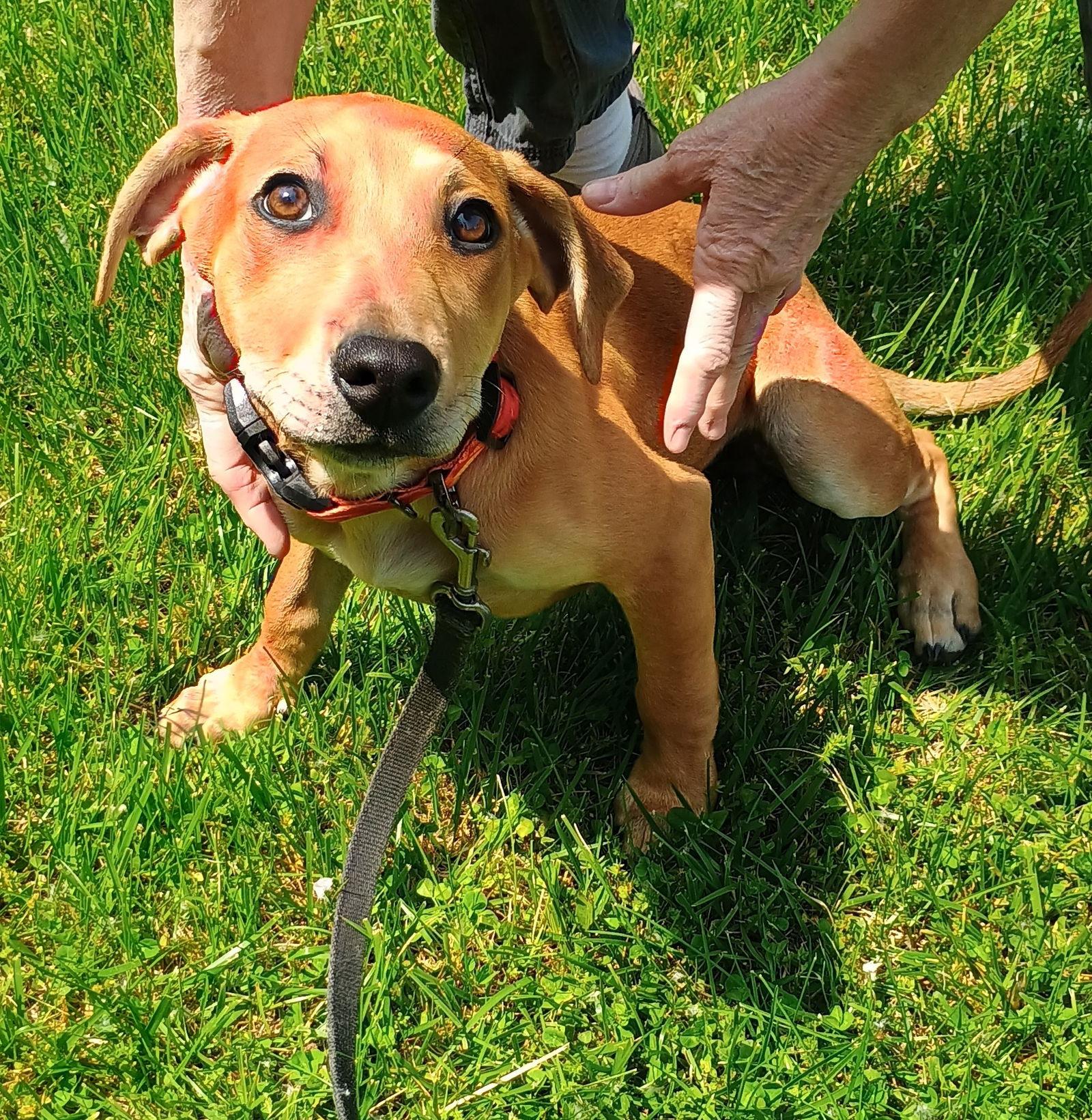 D123 Litter Wendy, a Adopted mixed breed in Livonia, MI image 3/3