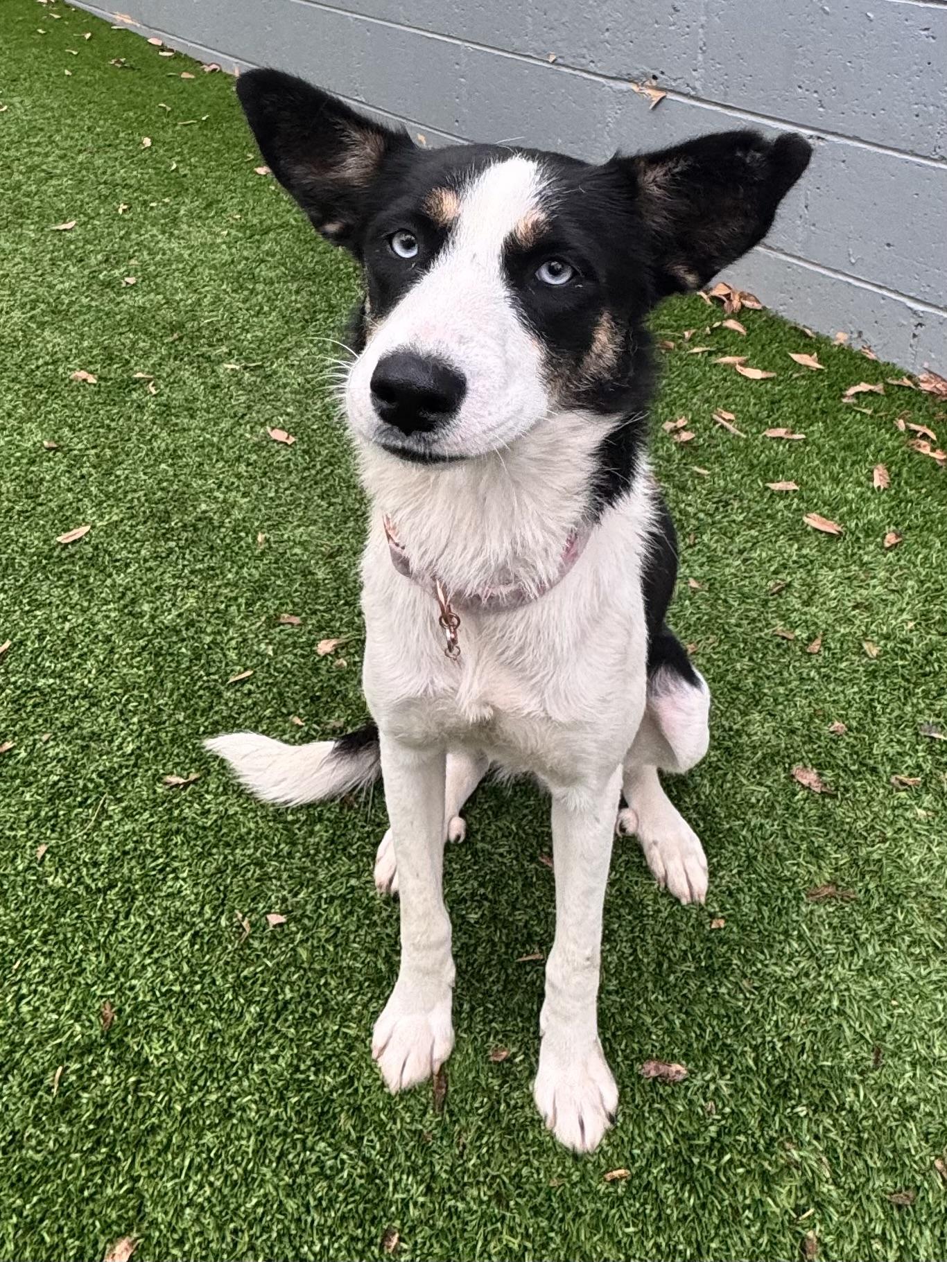 Skye, Adopted, Young Female Border Collie.
