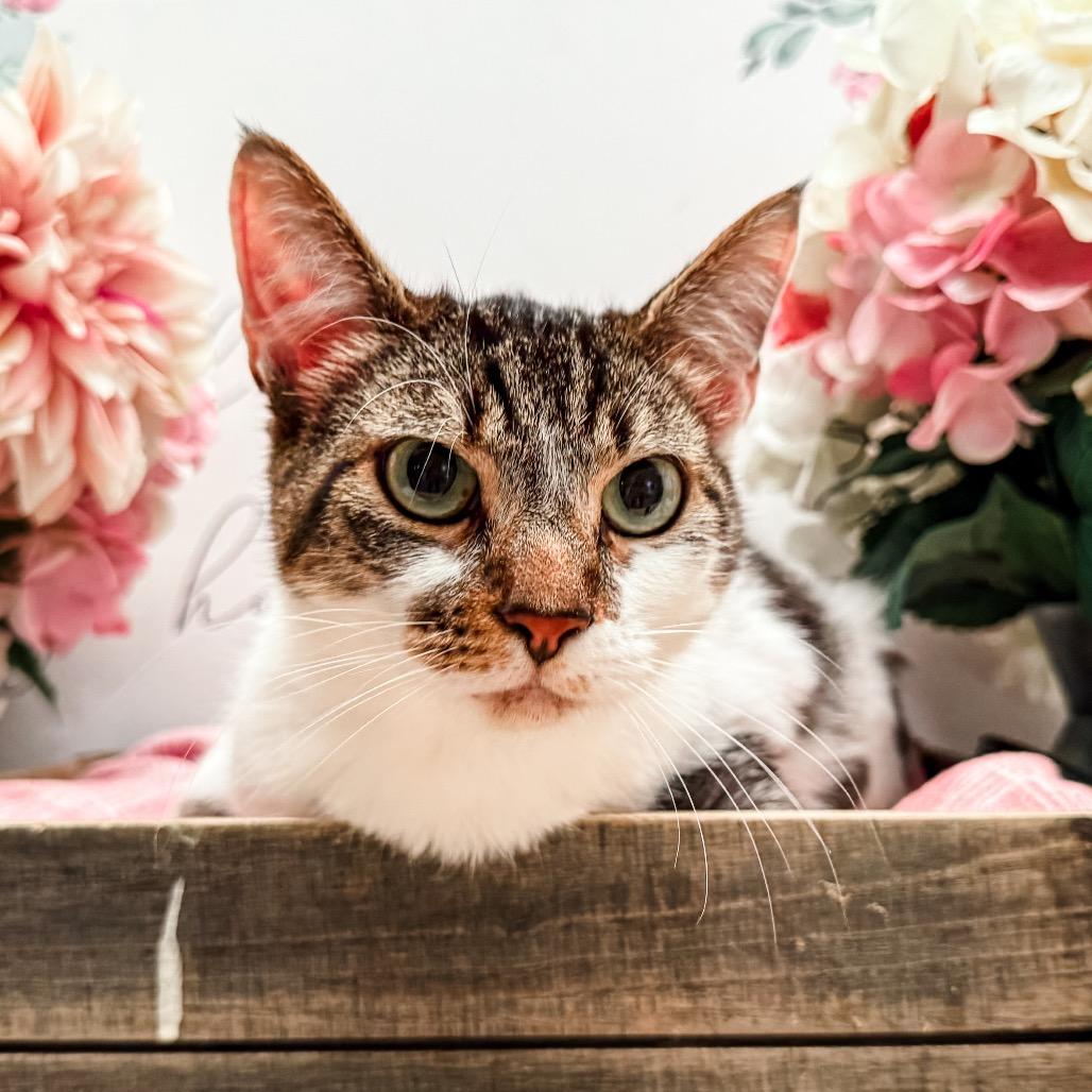 Enlarge Wally, a Adoptable Domestic Short Hair in Newberg, OR image 1/1