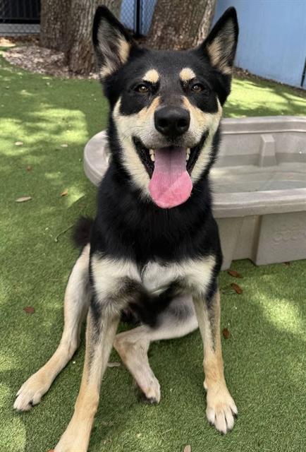 WYATT, Adoptable, Adult Male Siberian Husky & German Shepherd Dog.