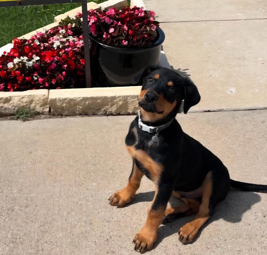 Enlarge Puppy 5/ Junior, a Adoptable mixed breed in Sunnyvale, TX image 2/5