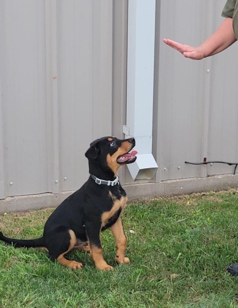 Enlarge Puppy 5/ Junior, a Adoptable mixed breed in Sunnyvale, TX image 4/5