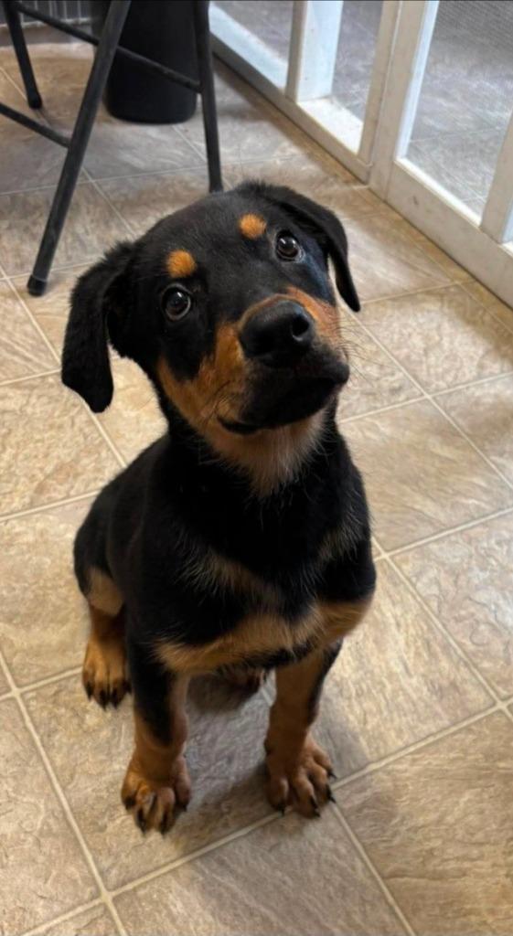 Enlarge Puppy 5/ Junior, a Adoptable mixed breed in Sunnyvale, TX image 5/5