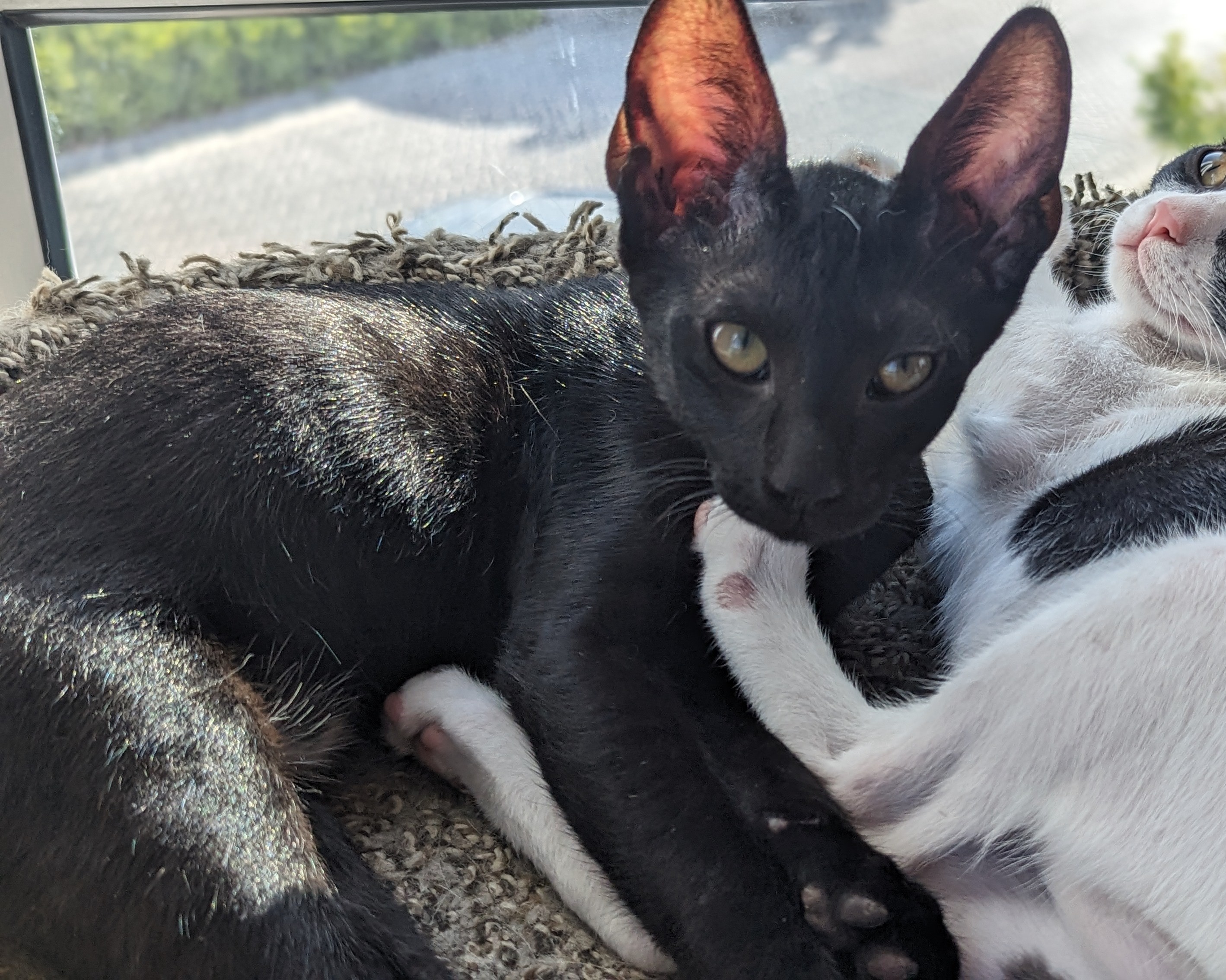 Cat for adoption Hazm Arabian Mau Riley Fuzzel Petsmart, an