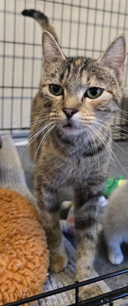 Piper, Adoptable, Young Female Tabby.