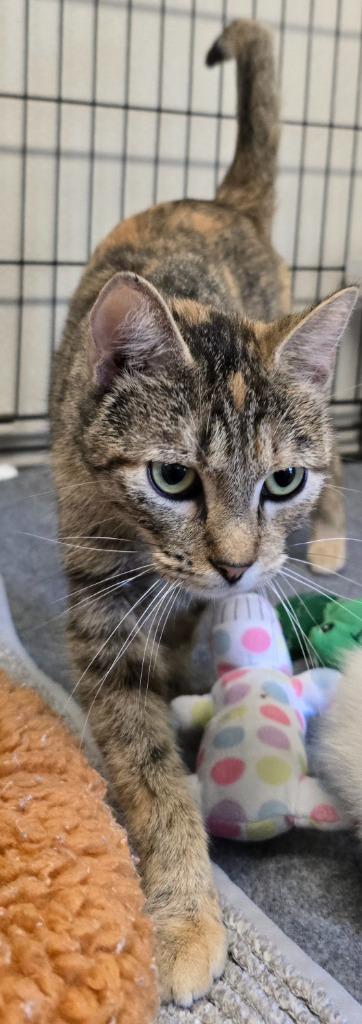 Piper, a Adoptable Tabby in Murphysboro, IL image 2/6