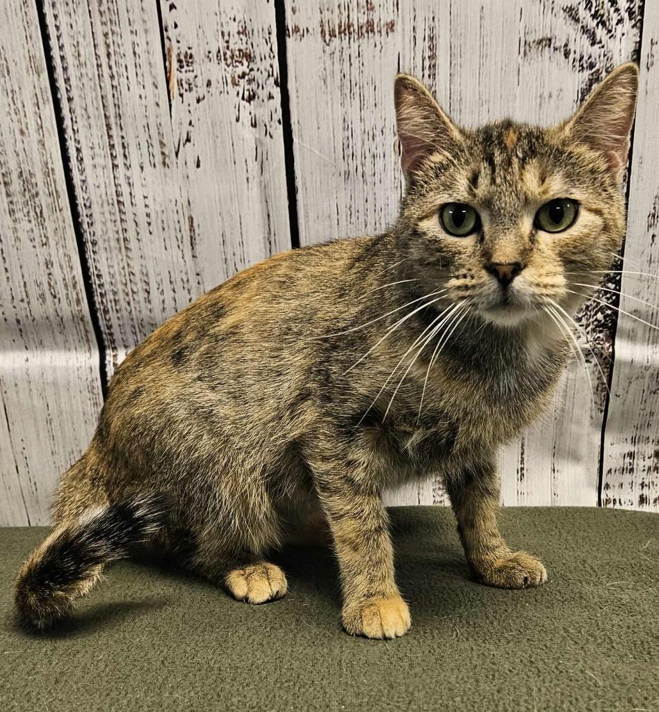 Piper, a Adoptable Tabby in Murphysboro, IL image 3/6
