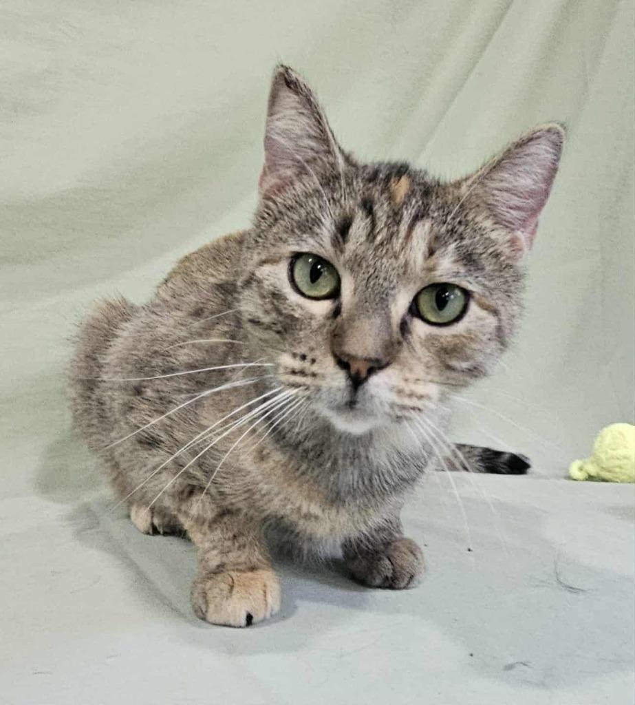 Piper, a Adoptable Tabby in Murphysboro, IL image 4/6