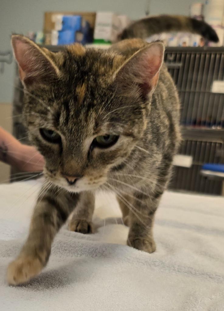 Piper, a Adoptable Tabby in Murphysboro, IL image 5/6