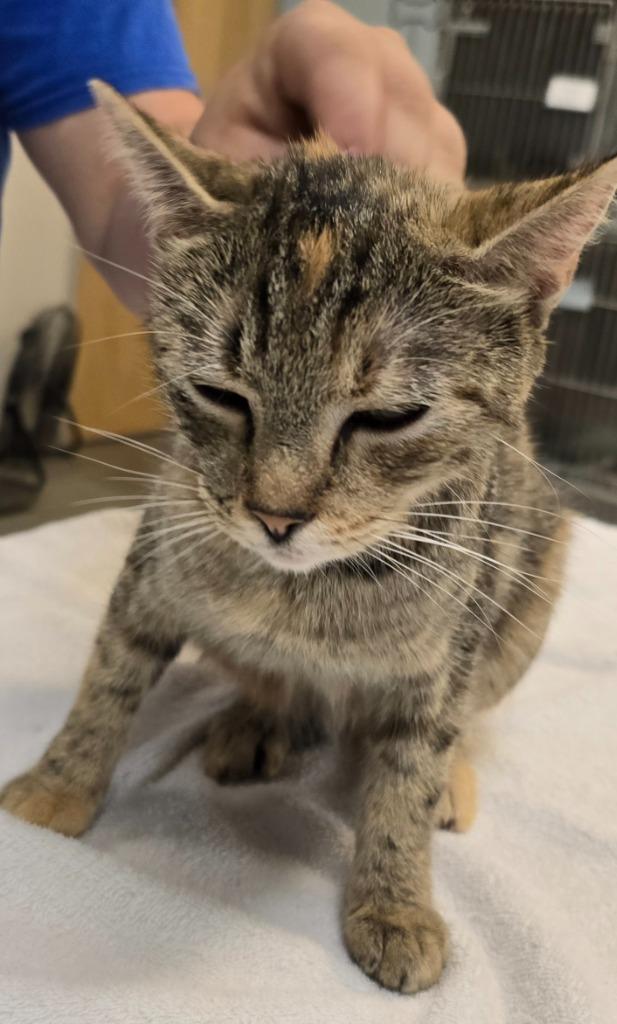 Piper, a Adoptable Tabby in Murphysboro, IL image 6/6