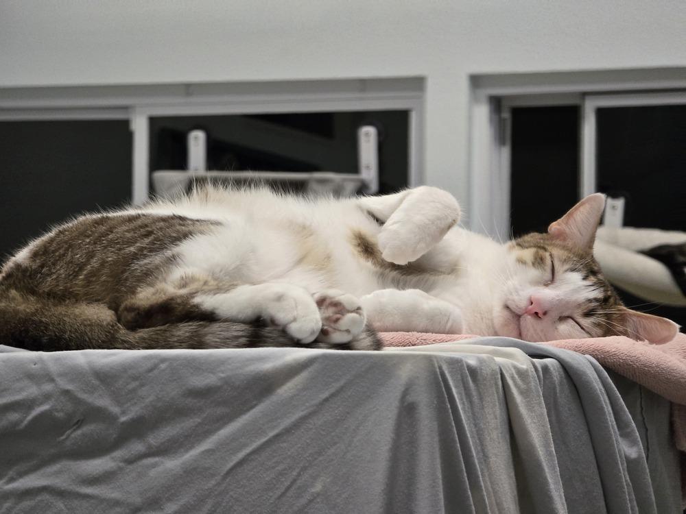 Toons, Adoptable, Adult Male Domestic Short Hair.