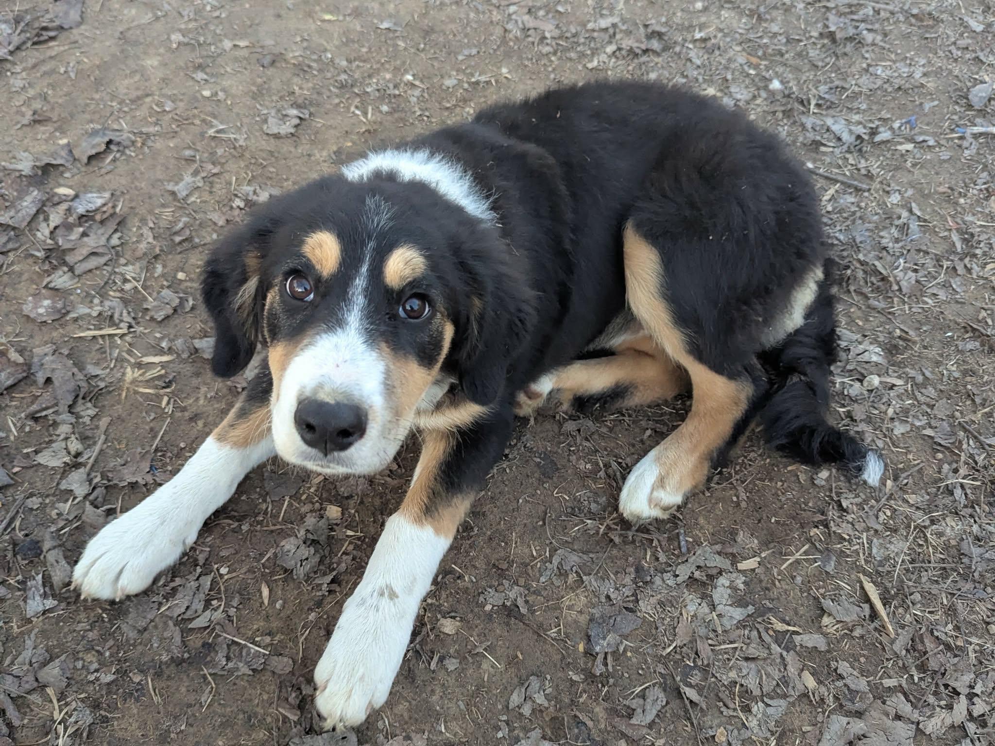 Enlarge Rosalina, an adoptable mixed breed in Utica, NY image 3/4