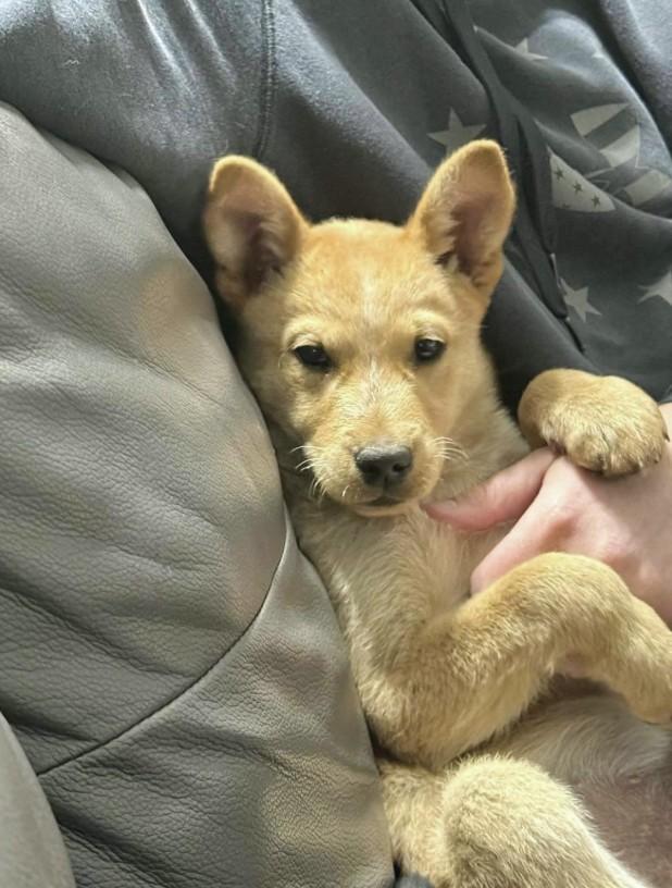 Enlarge Apollo, a Adoptable mixed breed in Parkville, MD image 2/6