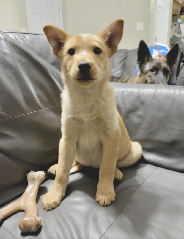 Enlarge Apollo, a Adoptable mixed breed in Parkville, MD image 6/6