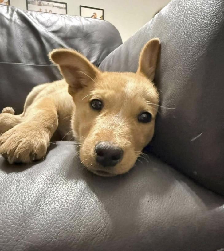 Enlarge Apollo, a Adoptable mixed breed in Parkville, MD image 5/6